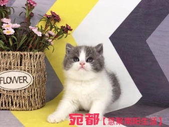 南阳自家金吉拉宝宝长期出售 图1