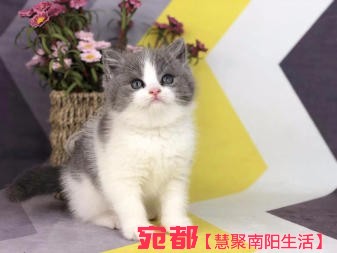 南阳自家金吉拉宝宝长期出售 图2