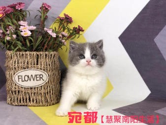 南阳自家金吉拉宝宝长期出售 图3