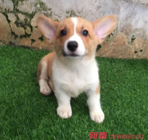 出售高品质(柯基幼犬)三色两色均有包纯种健康 图1